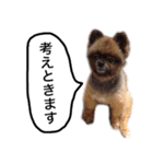 ポメラニアン・クッキーの喜怒哀楽（個別スタンプ：22）