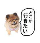 ポメラニアン・クッキーの喜怒哀楽（個別スタンプ：24）