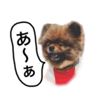 ポメラニアン・クッキーの喜怒哀楽（個別スタンプ：27）