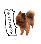 ポメラニアン・クッキーの喜怒哀楽（個別スタンプ：28）