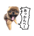 ポメラニアン・クッキーの喜怒哀楽（個別スタンプ：32）
