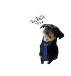 Pipo ja（個別スタンプ：9）