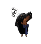 Pipo ja（個別スタンプ：15）