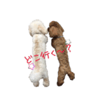 トイプードルのふわもこプルーム（個別スタンプ：4）