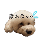 トイプードルのふわもこプルーム（個別スタンプ：5）