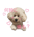 トイプードルのふわもこプルーム（個別スタンプ：7）