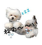 トイプードルのふわもこプルーム（個別スタンプ：13）