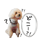 トイプードルのふわもこプルーム（個別スタンプ：19）
