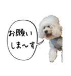 トイプードルのふわもこプルーム（個別スタンプ：20）