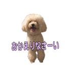 トイプードルのふわもこプルーム（個別スタンプ：22）