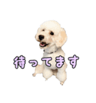 トイプードルのふわもこプルーム（個別スタンプ：23）
