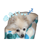 愛犬モフモフポメラニアンとポメックス2（個別スタンプ：1）