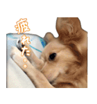 愛犬モフモフポメラニアンとポメックス2（個別スタンプ：2）