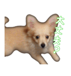 愛犬モフモフポメラニアンとポメックス2（個別スタンプ：5）