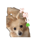 愛犬モフモフポメラニアンとポメックス2（個別スタンプ：8）