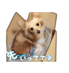 愛犬モフモフポメラニアンとポメックス2（個別スタンプ：13）