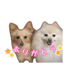 愛犬モフモフポメラニアンとポメックス2（個別スタンプ：19）