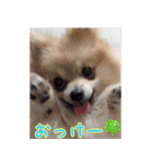 愛犬モフモフポメラニアンとポメックス2（個別スタンプ：24）