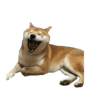 柴犬ナナの 私も使ってよ！3.5.8（個別スタンプ：1）