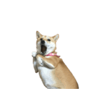 柴犬ナナの 私も使ってよ！3.5.8（個別スタンプ：2）