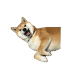 柴犬ナナの 私も使ってよ！3.5.8（個別スタンプ：3）
