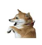 柴犬ナナの 私も使ってよ！3.5.8（個別スタンプ：4）