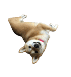 柴犬ナナの 私も使ってよ！3.5.8（個別スタンプ：6）
