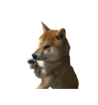 柴犬ナナの 私も使ってよ！3.5.8（個別スタンプ：8）