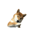 柴犬ナナの 私も使ってよ！3.5.8（個別スタンプ：9）