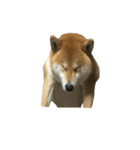 柴犬ナナの 私も使ってよ！3.5.8（個別スタンプ：11）