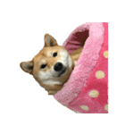 柴犬ナナの 私も使ってよ！3.5.8（個別スタンプ：12）