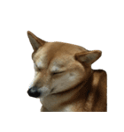 柴犬ナナの 私も使ってよ！3.5.8（個別スタンプ：13）