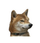 柴犬ナナの 私も使ってよ！3.5.8（個別スタンプ：14）