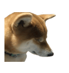 柴犬ナナの 私も使ってよ！3.5.8（個別スタンプ：15）