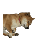 柴犬ナナの 私も使ってよ！3.5.8（個別スタンプ：16）