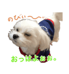 てんてんテンちゃん（個別スタンプ：1）