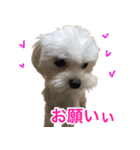 てんてんテンちゃん（個別スタンプ：5）