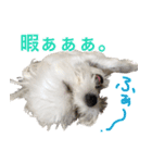 てんてんテンちゃん（個別スタンプ：7）