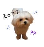 てんてんテンちゃん（個別スタンプ：8）