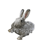 社長とボスともふにゃん（個別スタンプ：2）