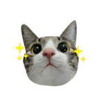 Cute Cat Hai-shen（個別スタンプ：3）
