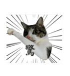 Cute Cat Hai-shen（個別スタンプ：4）