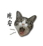 Cute Cat Hai-shen（個別スタンプ：10）