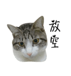 Cute Cat Hai-shen（個別スタンプ：11）