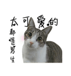 Cute Cat Hai-shen（個別スタンプ：12）