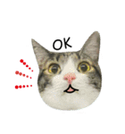 Cute Cat Hai-shen（個別スタンプ：13）