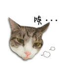 Cute Cat Hai-shen（個別スタンプ：17）