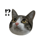 Cute Cat Hai-shen（個別スタンプ：21）