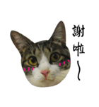 Cute Cat Hai-shen（個別スタンプ：22）