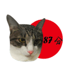 Cute Cat Hai-shen（個別スタンプ：27）
